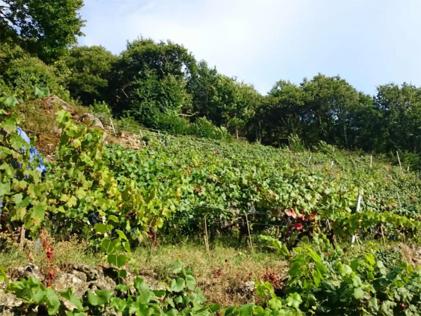 Non-constructible Land for sale in Lugar Belesar, 129, O Saviñao Non-constructible Land for sale in O Saviñao