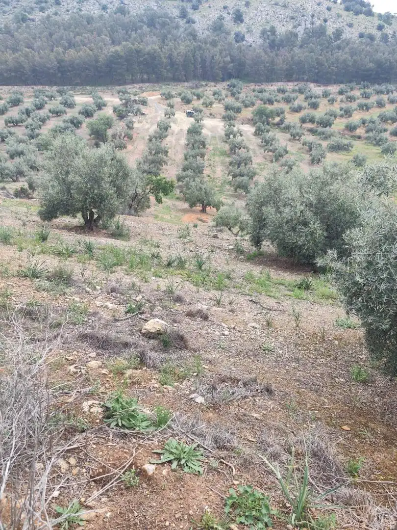 Land for sale in Alcaudete