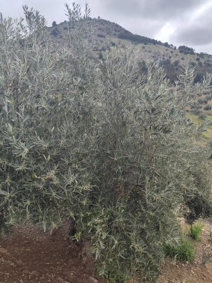 Grundstücke zum Verkauf in Camino Santa Catalina, 22, Alcaudete Garten von Grundstücke zum Verkauf in Alcaudete