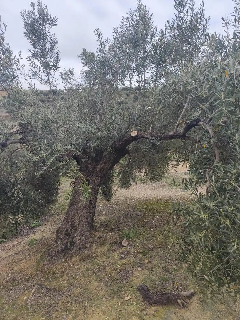 Grundstücke zum Verkauf in Camino Santa Catalina, 22, Alcaudete Garten von Grundstücke zum Verkauf in Alcaudete