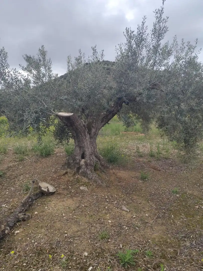 Grundstücke zum Verkauf in Camino Santa Catalina, 22, Alcaudete Garten von Grundstücke zum Verkauf in Alcaudete