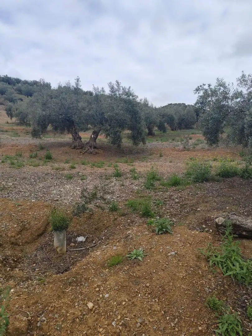 Grundstücke zum Verkauf in Camino Santa Catalina, 22, Alcaudete Grundstücke zum Verkauf in Alcaudete