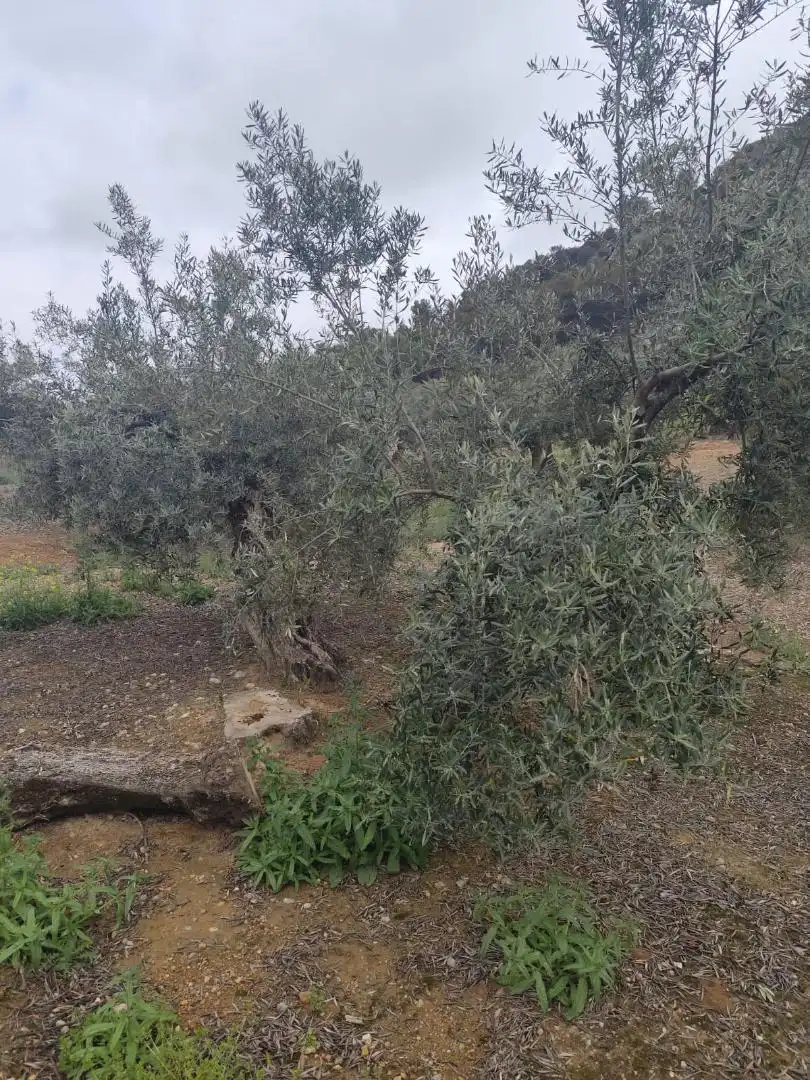 Grundstücke zum Verkauf in Camino Santa Catalina, 22, Alcaudete Grundstücke zum Verkauf in Alcaudete