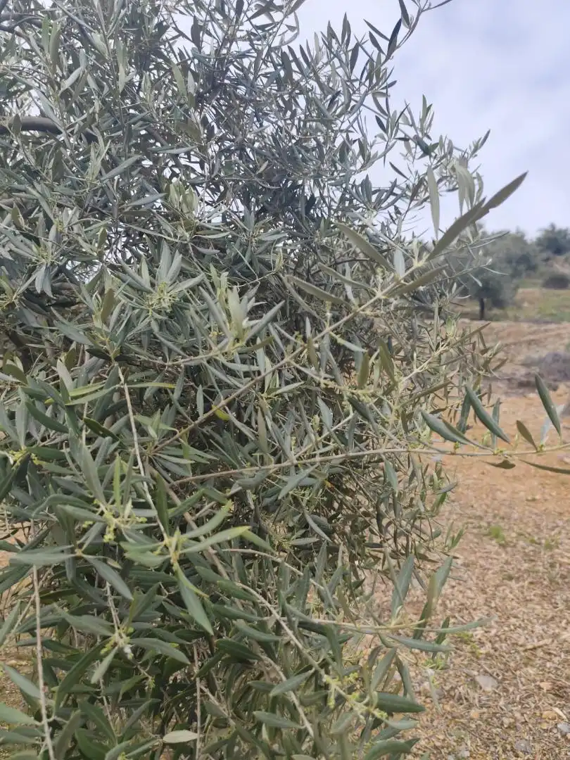 Grundstücke zum Verkauf in Camino Santa Catalina, 22, Alcaudete Garten von Grundstücke zum Verkauf in Alcaudete
