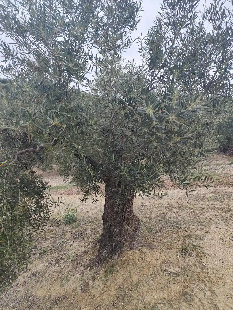 Grundstücke zum Verkauf in Camino Santa Catalina, 22, Alcaudete Garten von Grundstücke zum Verkauf in Alcaudete