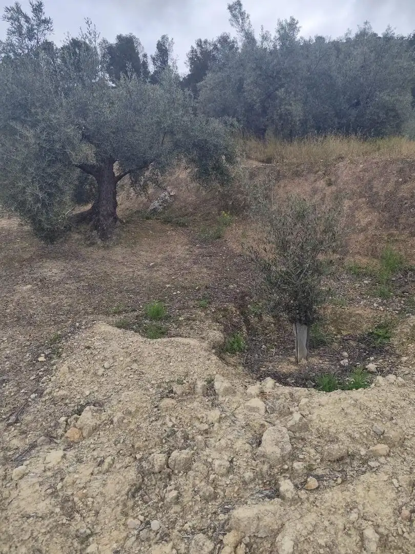 Grundstücke zum Verkauf in Camino Santa Catalina, 22, Alcaudete Grundstücke zum Verkauf in Alcaudete
