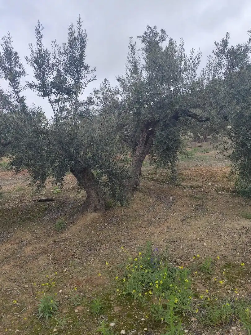 Grundstücke zum Verkauf in Camino Santa Catalina, 22, Alcaudete Grundstücke zum Verkauf in Alcaudete