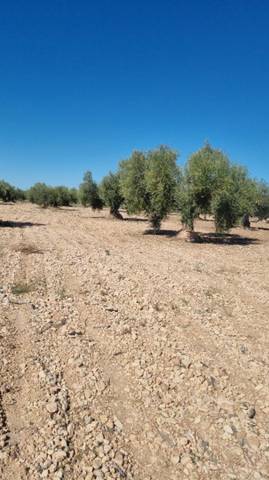 Terreno en Venta en Calle San Vicente, 4 en Algueña