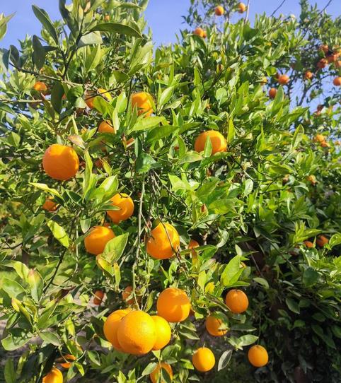 Photo 2 of Constructible Land for sale in Calle Horno, 2, Alhabia, Almería