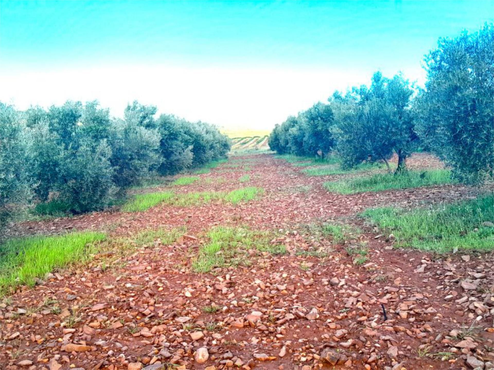 No Urbanitzable en venda en Valdepeñas