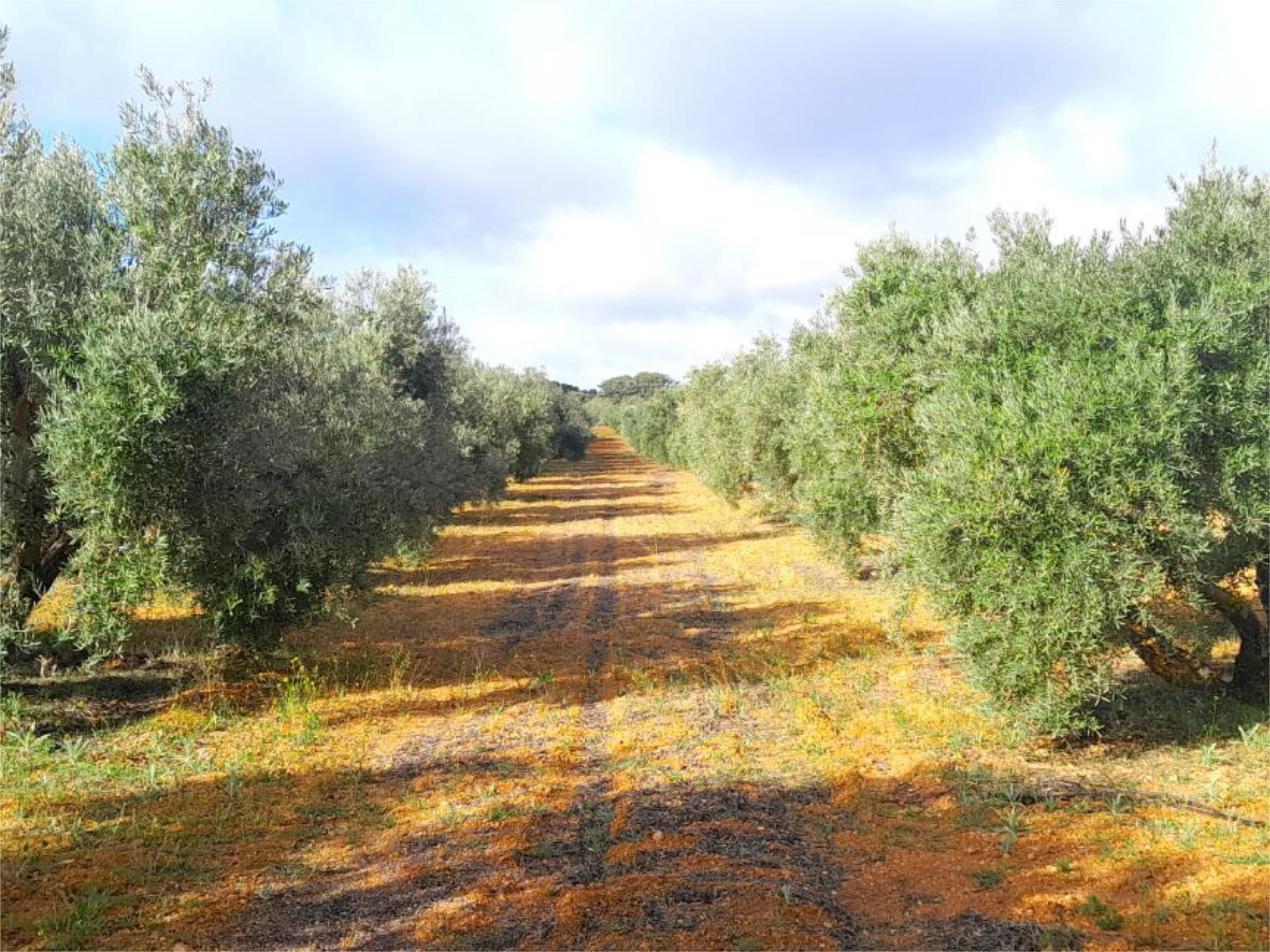 Non-constructible Land for sale in Valdepeñas