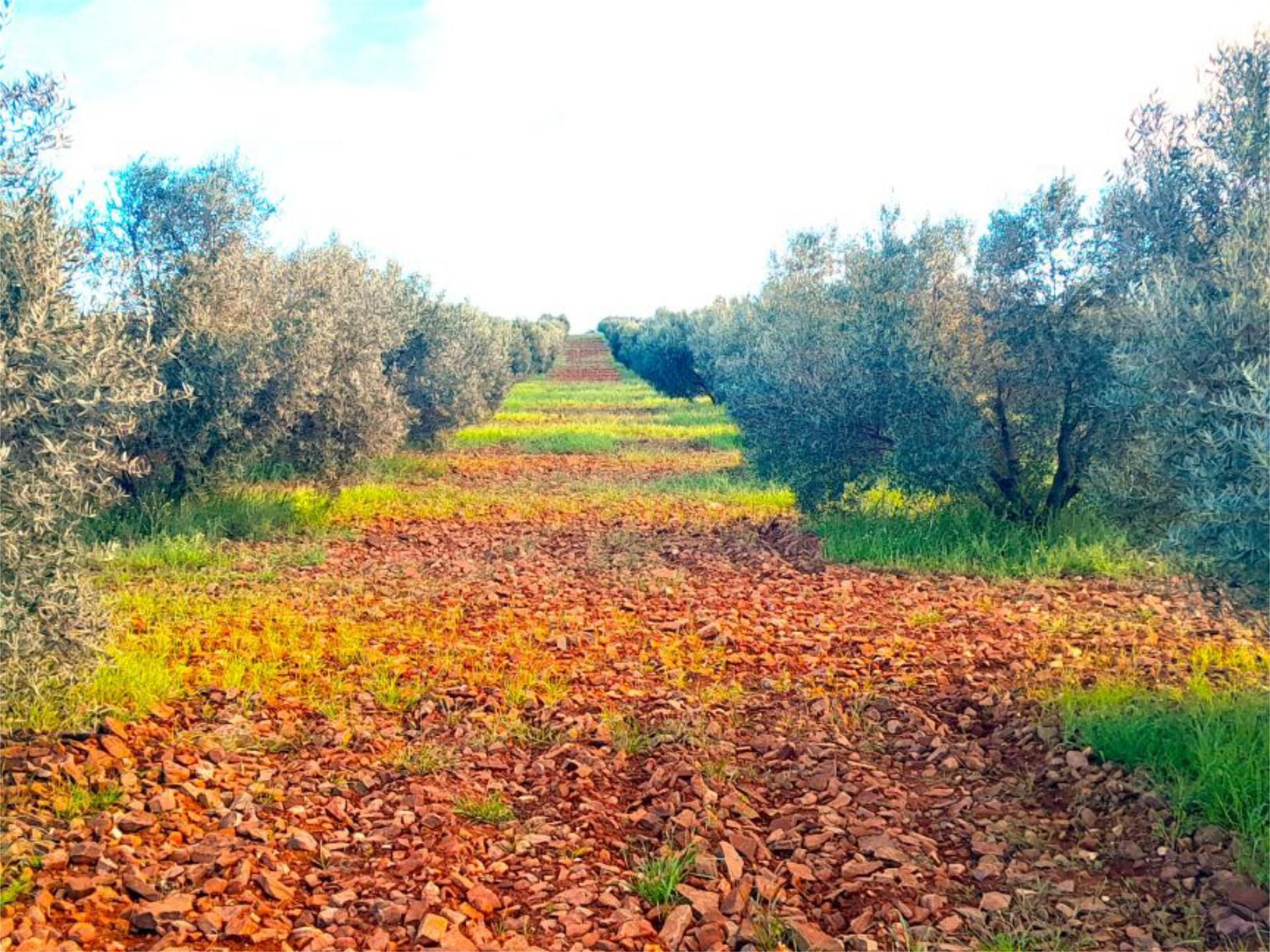 Non-constructible Land for sale in Valdepeñas