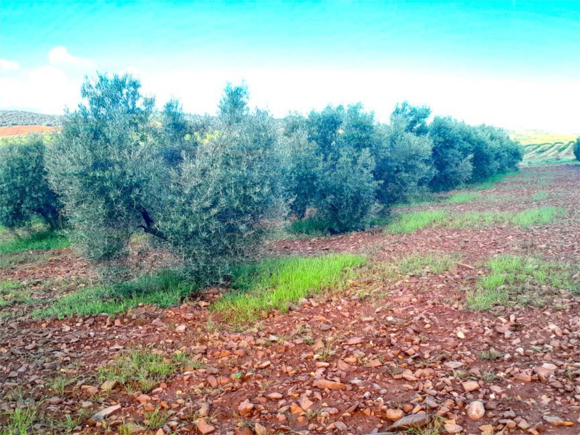Non-constructible Land for sale in Valdepeñas