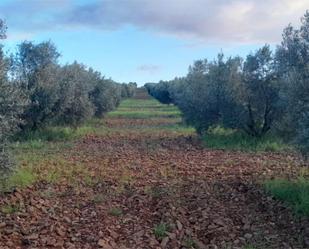 Non-constructible Land for sale in Valdepeñas