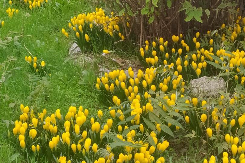 Planta baja for sale in Calle Mayor, 21, Bustarviejo, Madrid - image 1 Photo 1 of Planta baja for sale in Calle Mayor, 21, Bustarviejo, Madrid