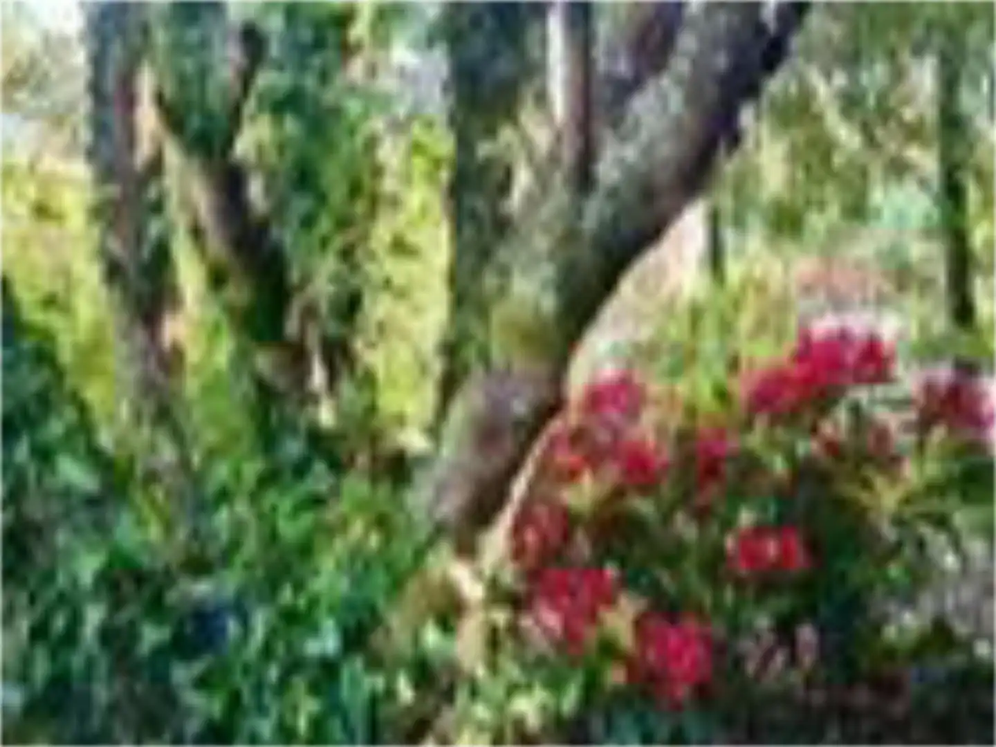 Country house zum Verkauf in Lugar Fraganova, 1, San Sadurniño Garten von Country house zum Verkauf in San Sadurniño mit Privatgarten