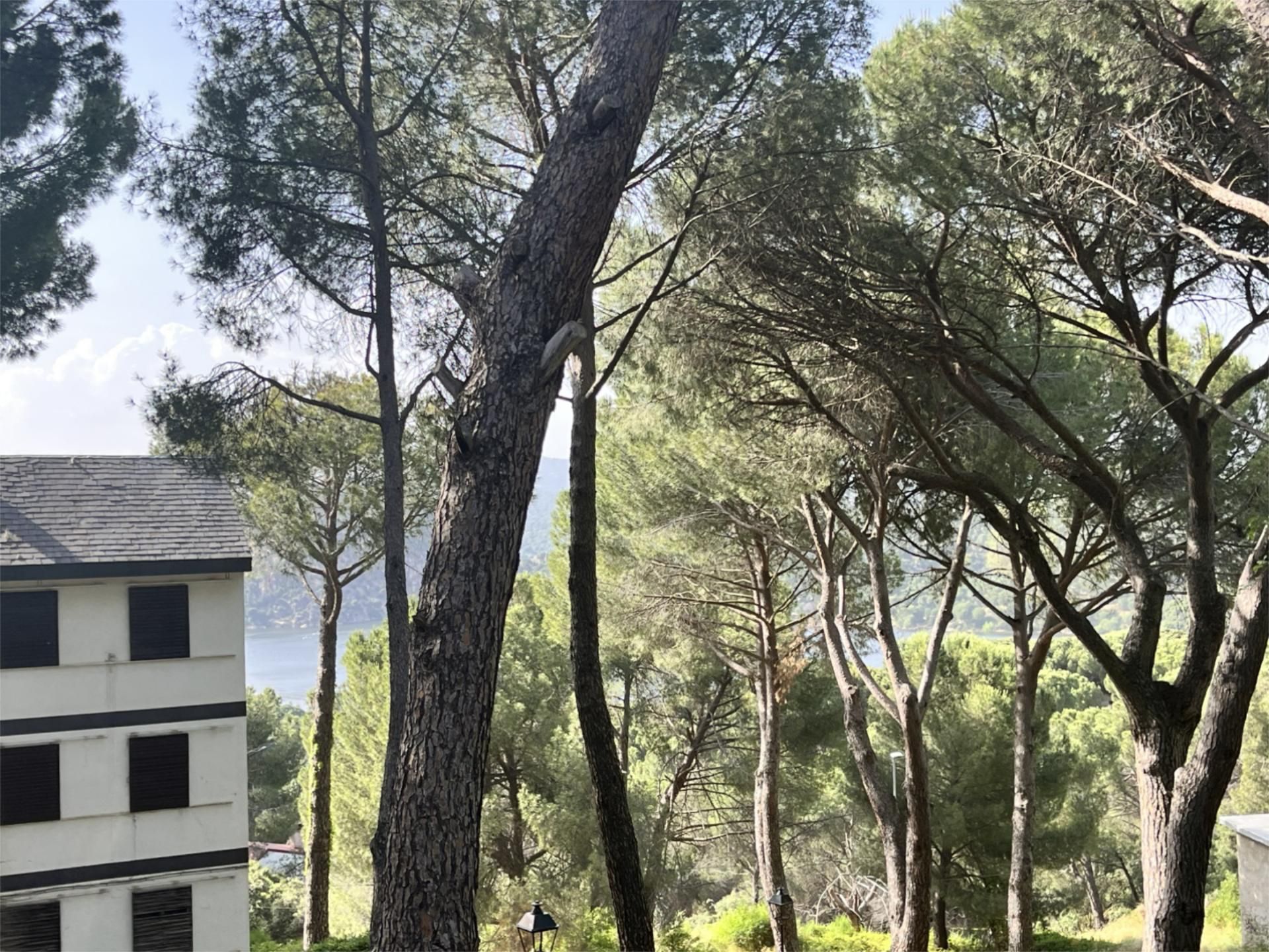 Jardí de Pis de lloguer en San Martín de Valdeiglesias amb Aire condicionat, Calefacció i Terrassa