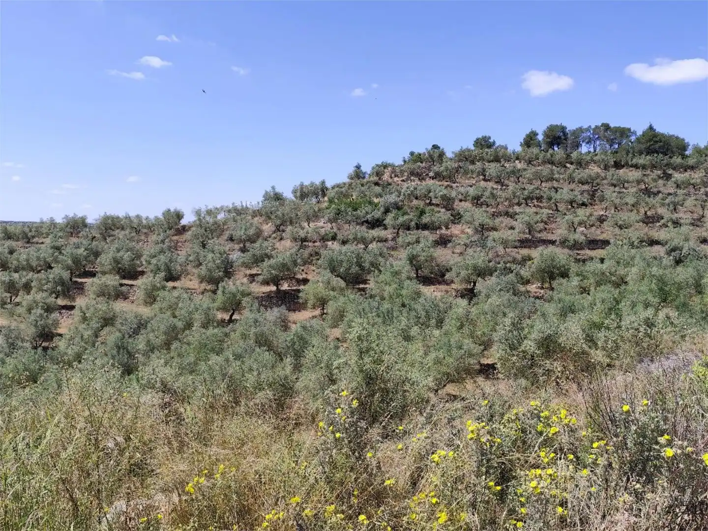 Terreno en venta en C-233, 10, Bovera Terreno en venta en Bovera