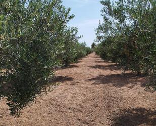 Garden of Land for sale in  Murcia Capital