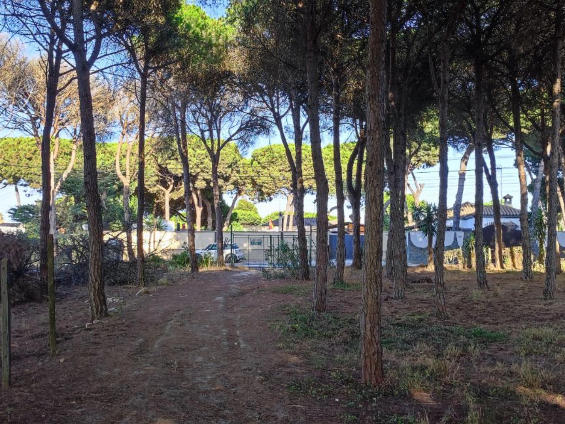 Garden of Country house for sale in Chiclana de la Frontera