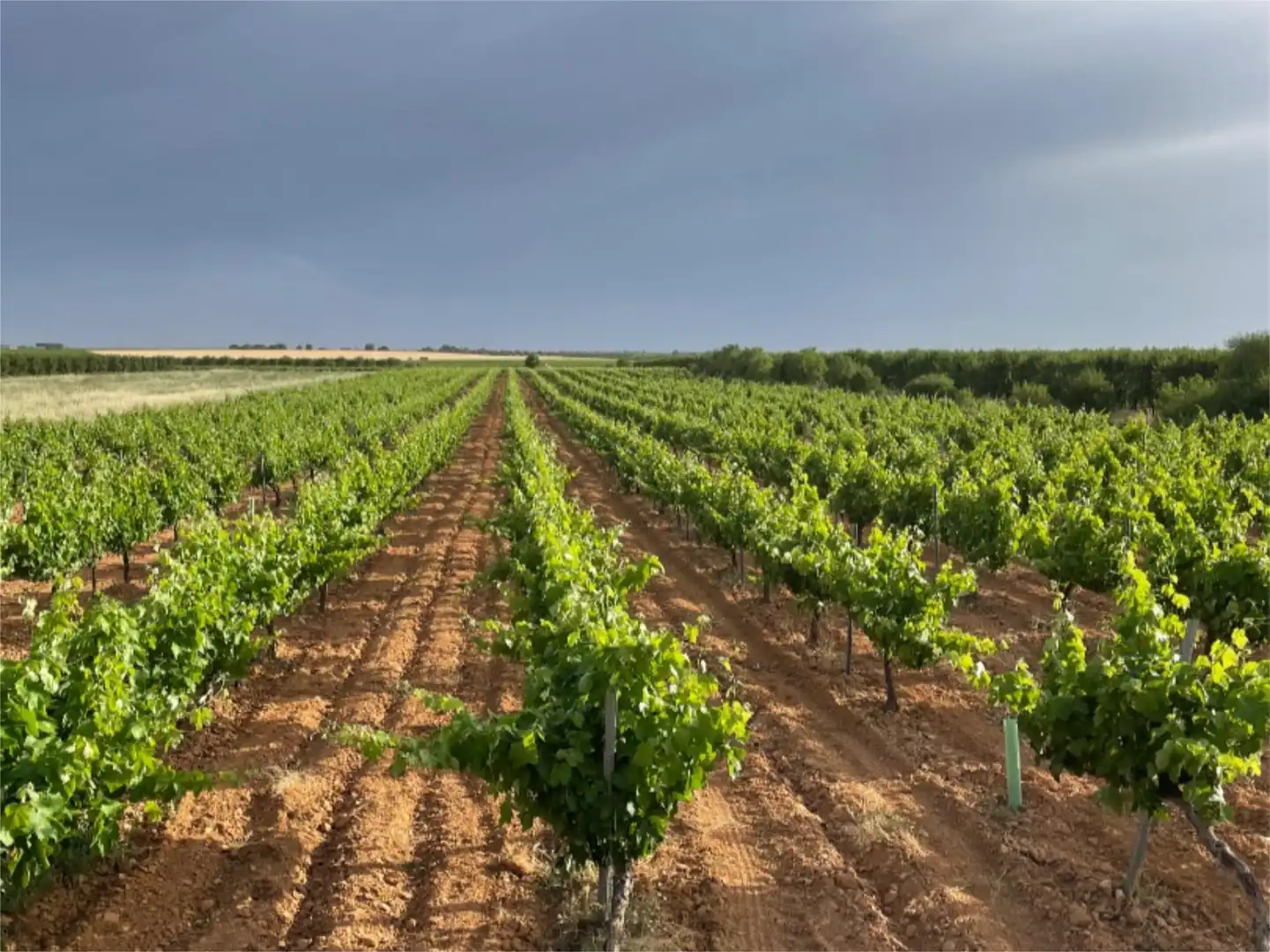 Vista exterior de Terreno en venta en Iniesta
