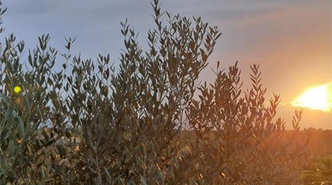 Flat for sale in Carrer Nou, 74, Masdenverge, Tarragona - image 5 Photo 5 of Flat for sale in Carrer Nou, 74, Masdenverge, Tarragona