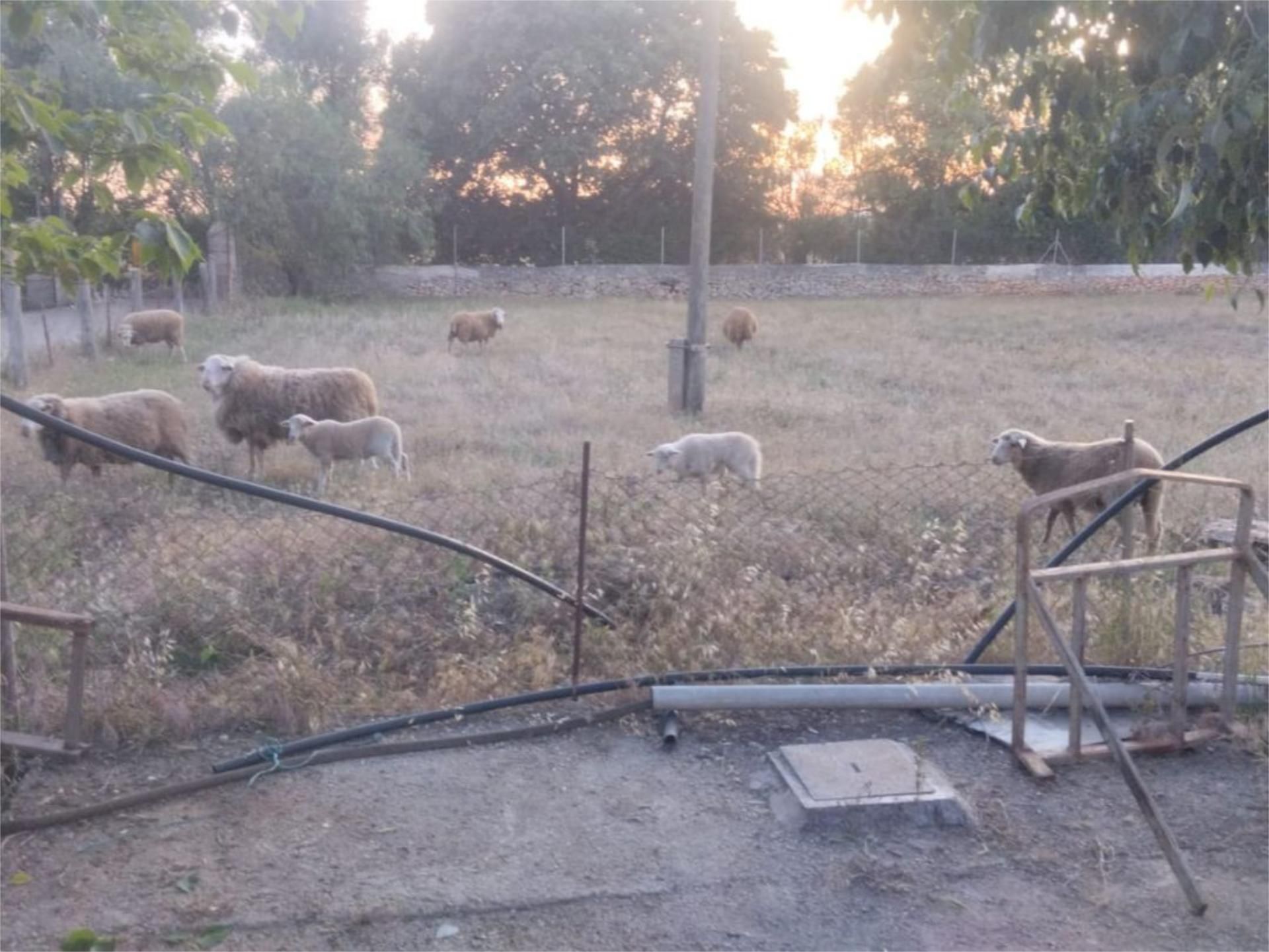 Jardí de Urbanitzable de lloguer en Santa María del Camí