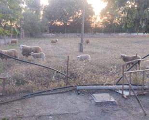 Garden of Constructible Land to rent in Santa María del Camí