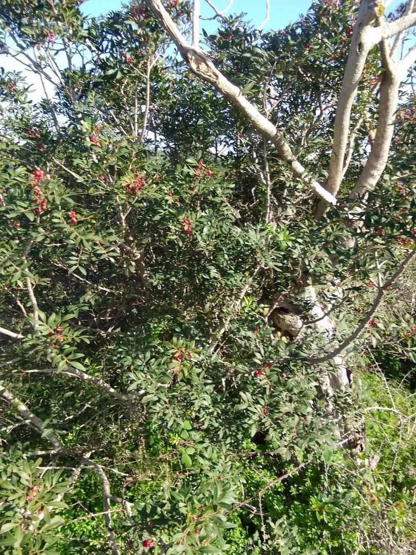 Jardí de No Urbanitzable en venda en Montuïri
