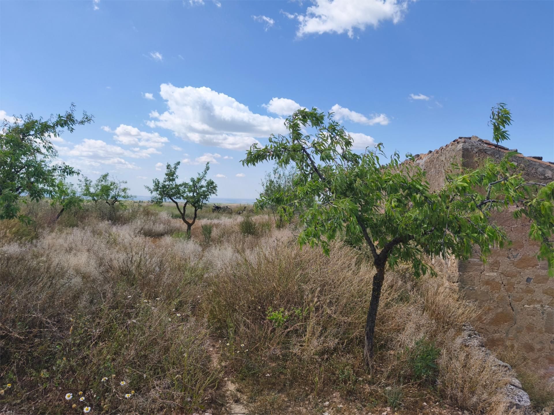 Land for sale in Granyena de les Garrigues