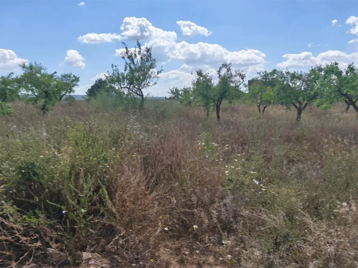 Terreno en venta en Carrer Sant Miquel, 2, Granyena de les Garrigues Terreno en venta en Granyena de les Garrigues