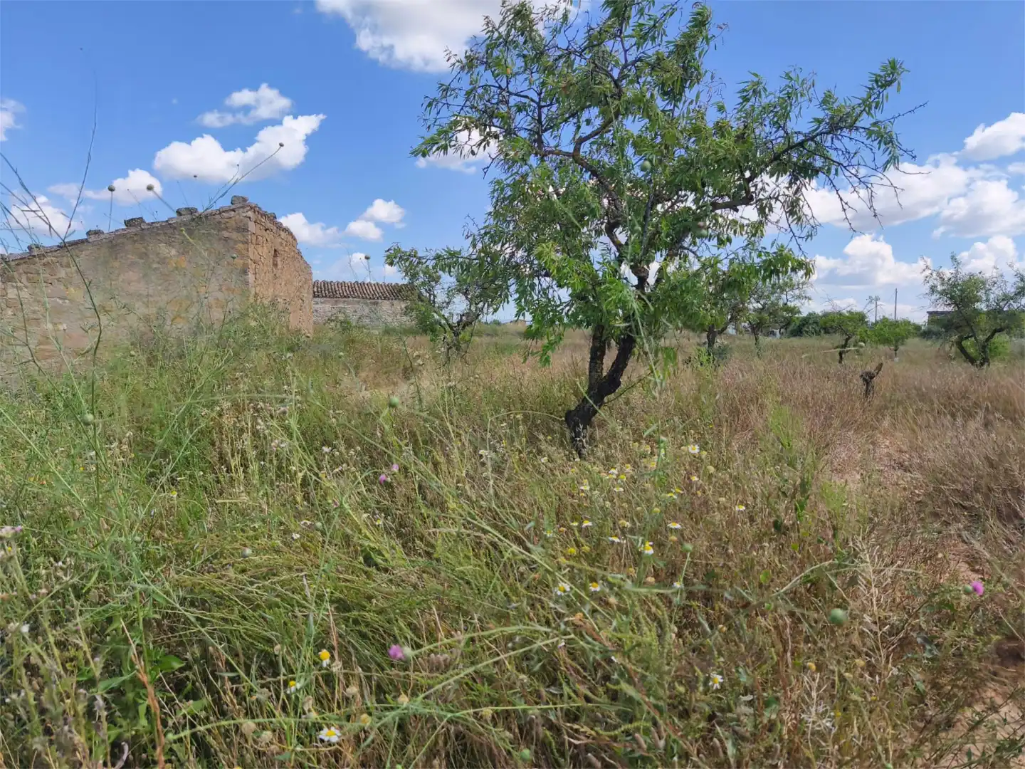 Terreno en venta en Carrer Sant Miquel, 2, Granyena de les Garrigues Terreno en venta en Granyena de les Garrigues