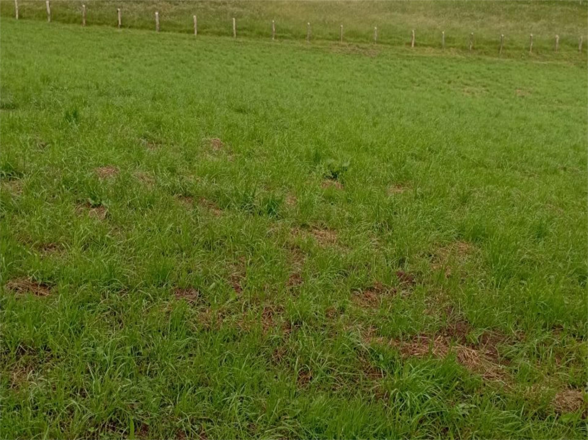 Constructible Land for sale in Sariego