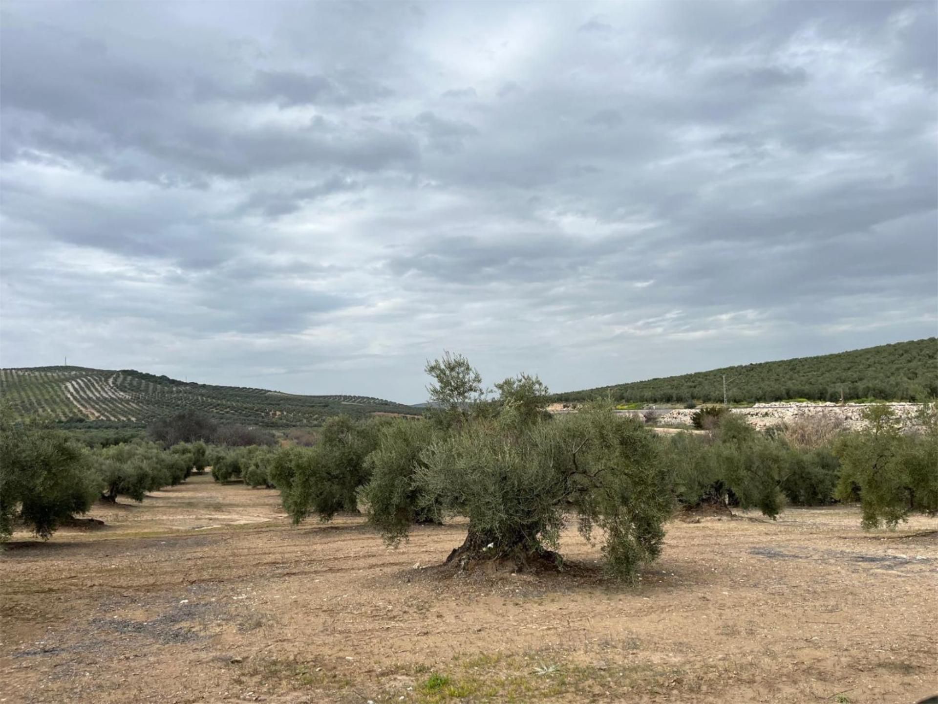 Grundstücke zum verkauf in Aguilar de la Frontera