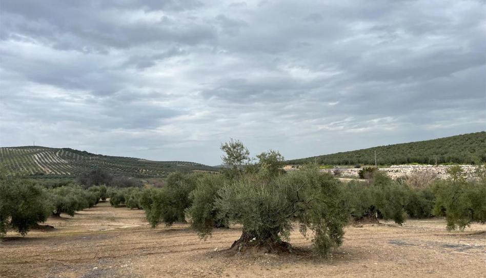 Land for sale in Plaza Llano de las Coronadas, 1, Aguilar de la Frontera, Córdoba - image 1 Photo 1 of Land for sale in Plaza Llano de las Coronadas, 1, Aguilar de la Frontera, Córdoba