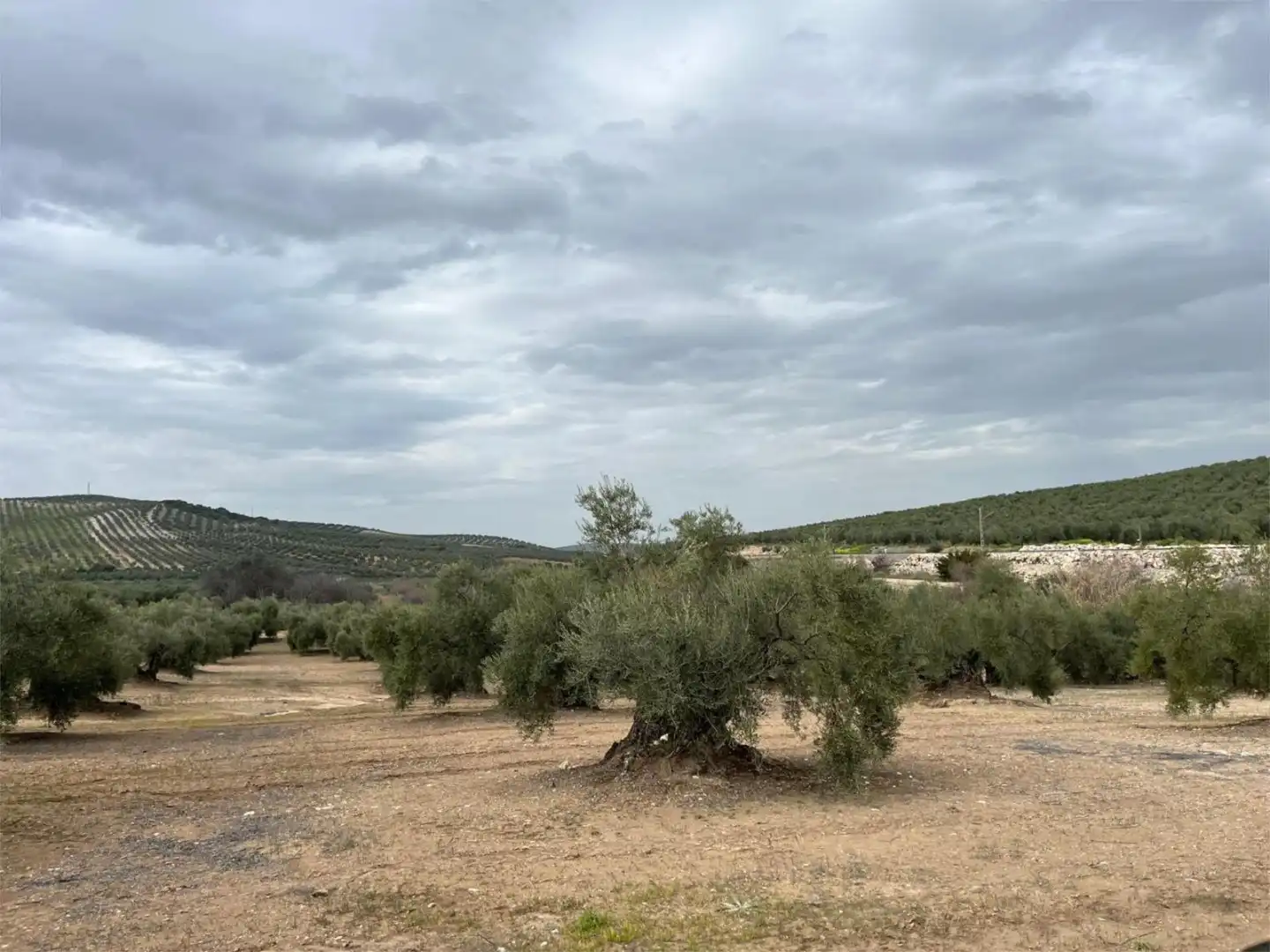 Land for sale in Aguilar de la Frontera