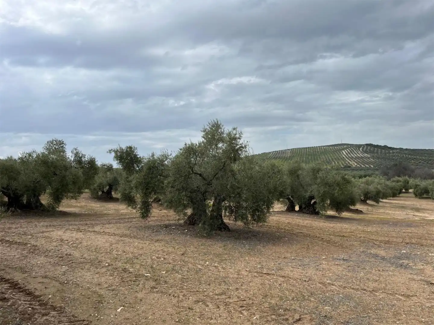 Land for sale in Aguilar de la Frontera