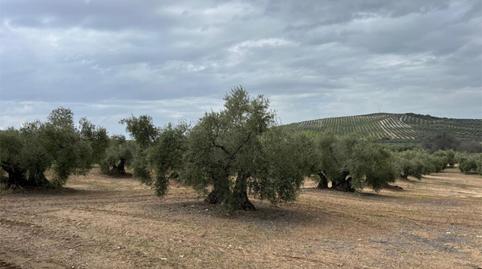 Land for sale in Plaza Llano de las Coronadas, 1, Aguilar de la Frontera, Córdoba - image 4 Photo 4 of Land for sale in Plaza Llano de las Coronadas, 1, Aguilar de la Frontera, Córdoba