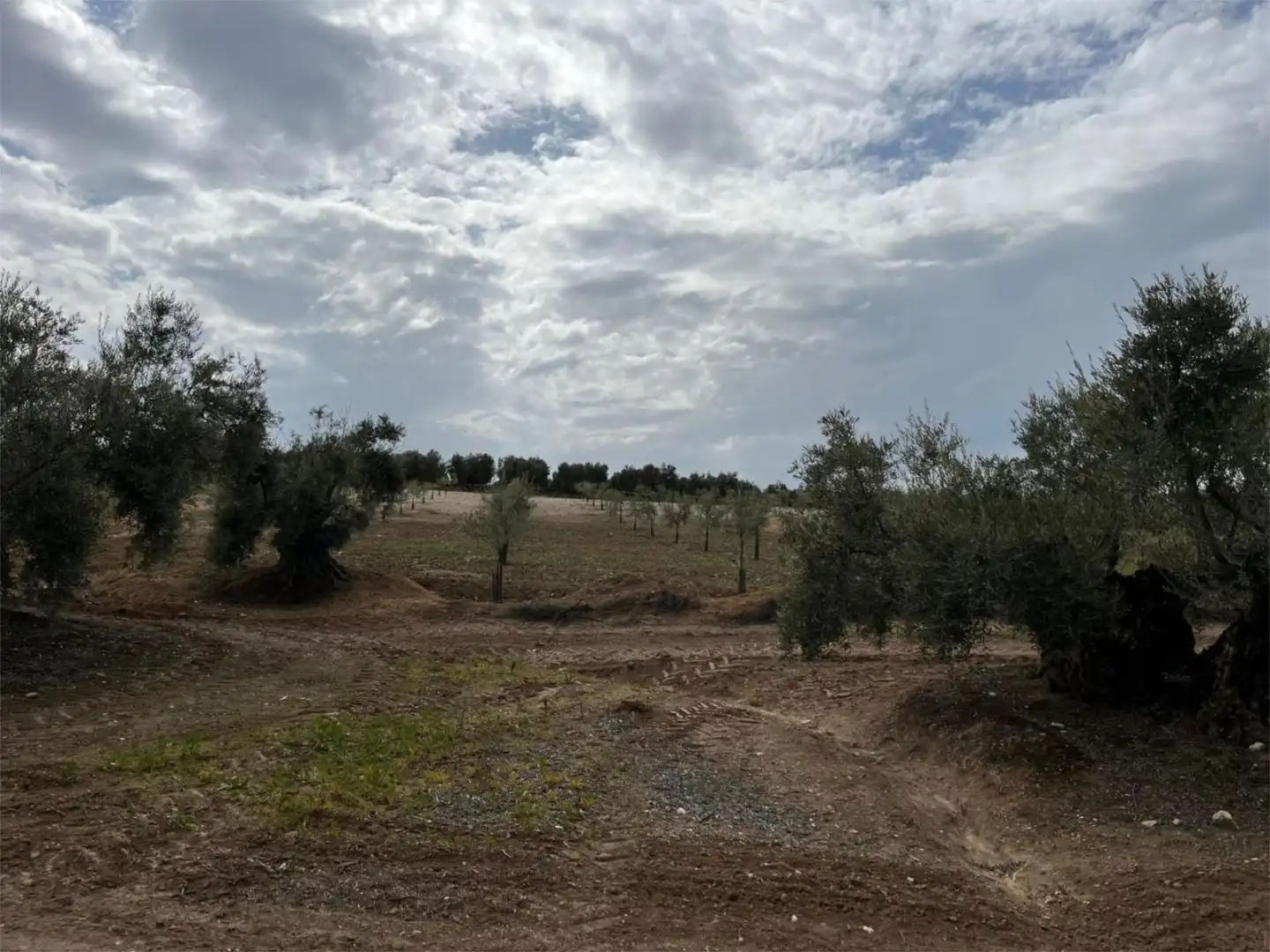 Land for sale in Aguilar de la Frontera