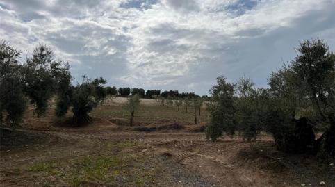 Land for sale in Plaza Llano de las Coronadas, 1, Aguilar de la Frontera, Córdoba - image 5 Photo 5 of Land for sale in Plaza Llano de las Coronadas, 1, Aguilar de la Frontera, Córdoba