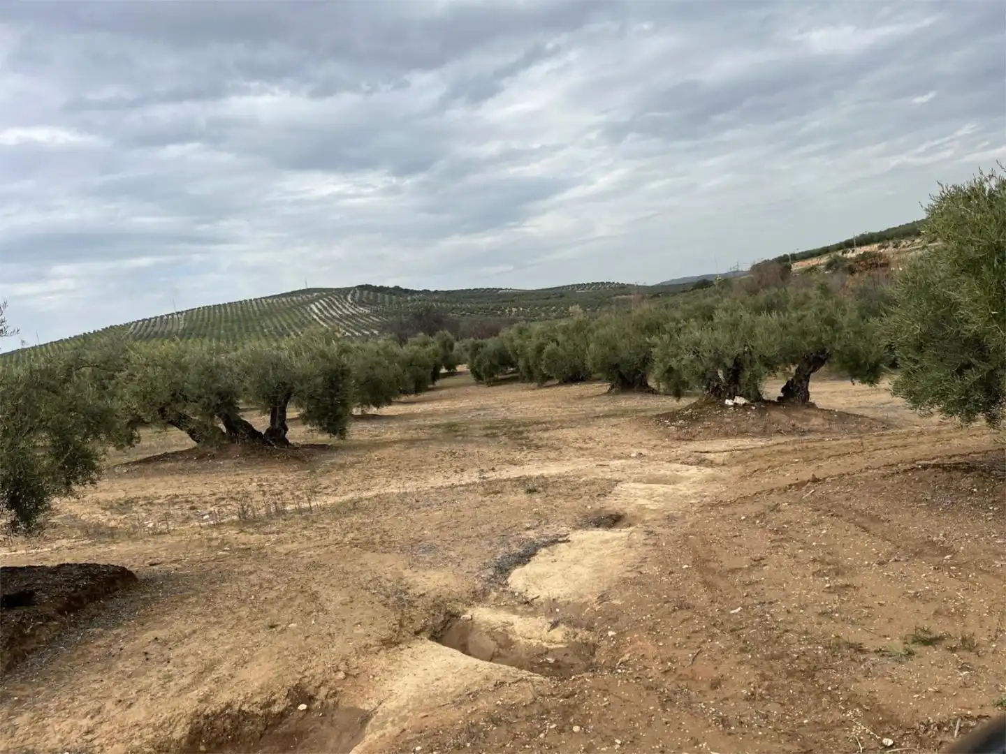 Land for sale in Aguilar de la Frontera
