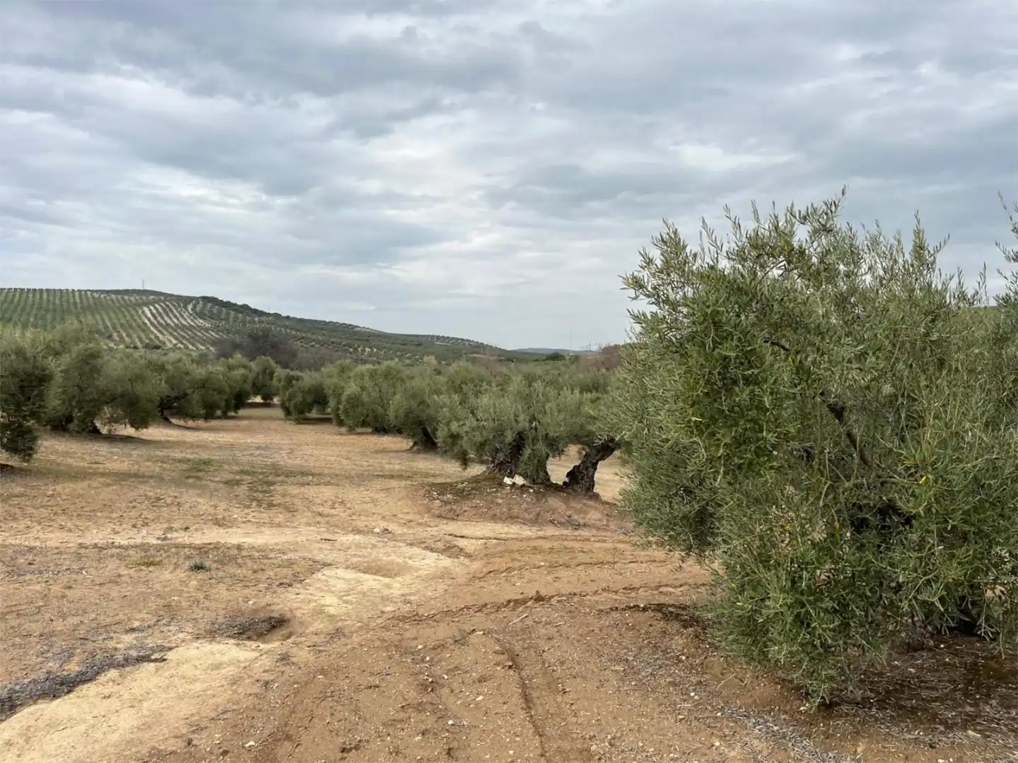 Land for sale in Aguilar de la Frontera
