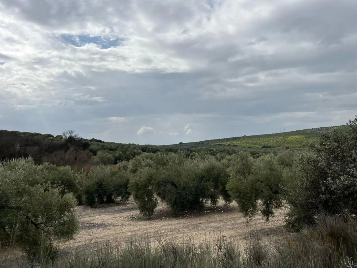 Land for sale in Aguilar de la Frontera