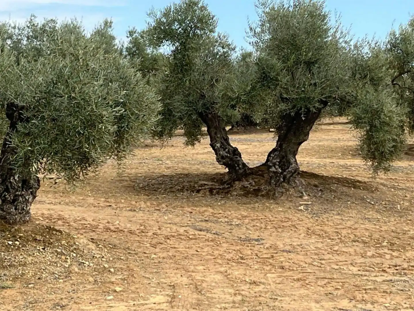 Land for sale in Aguilar de la Frontera