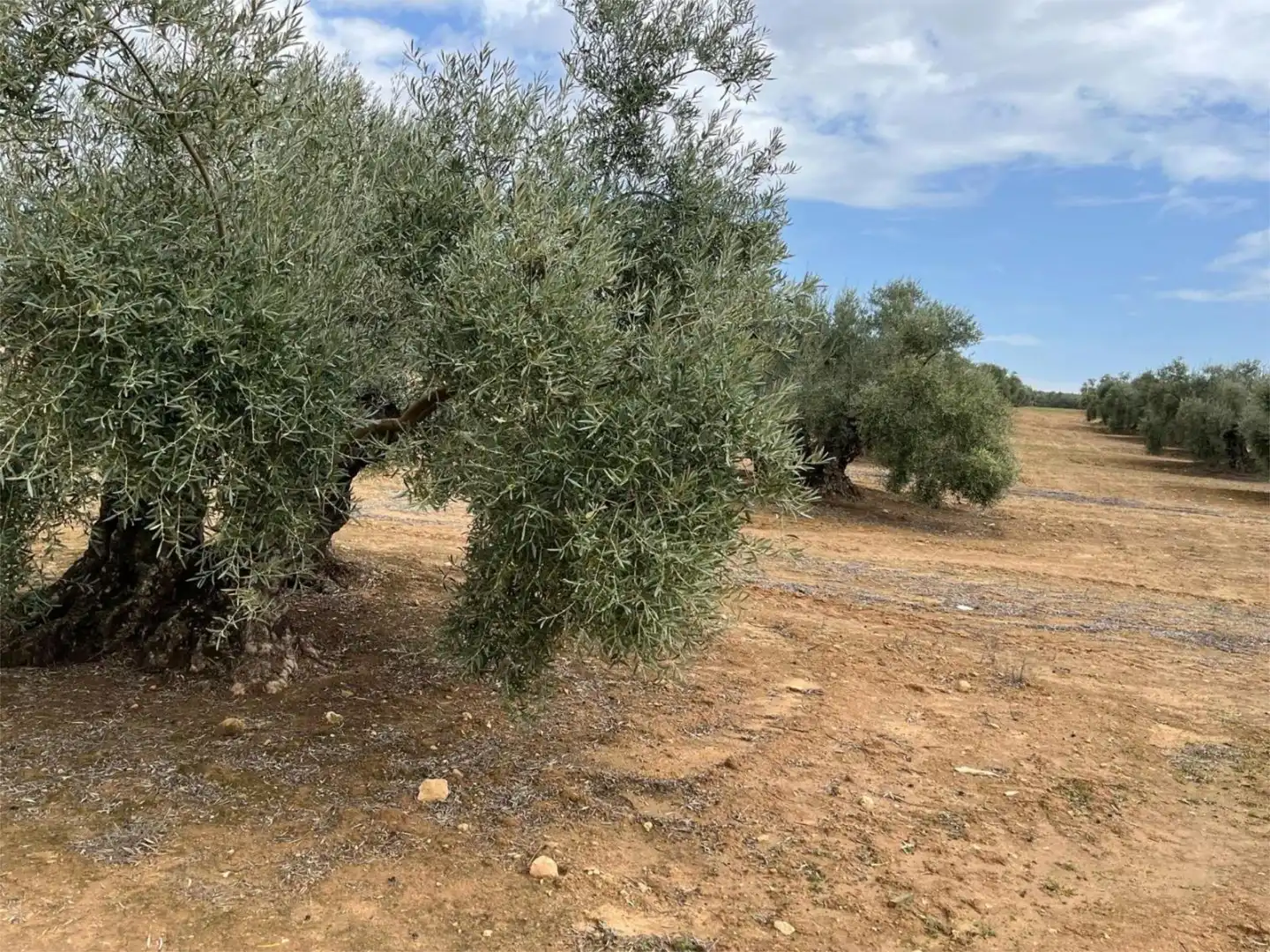 Land for sale in Aguilar de la Frontera