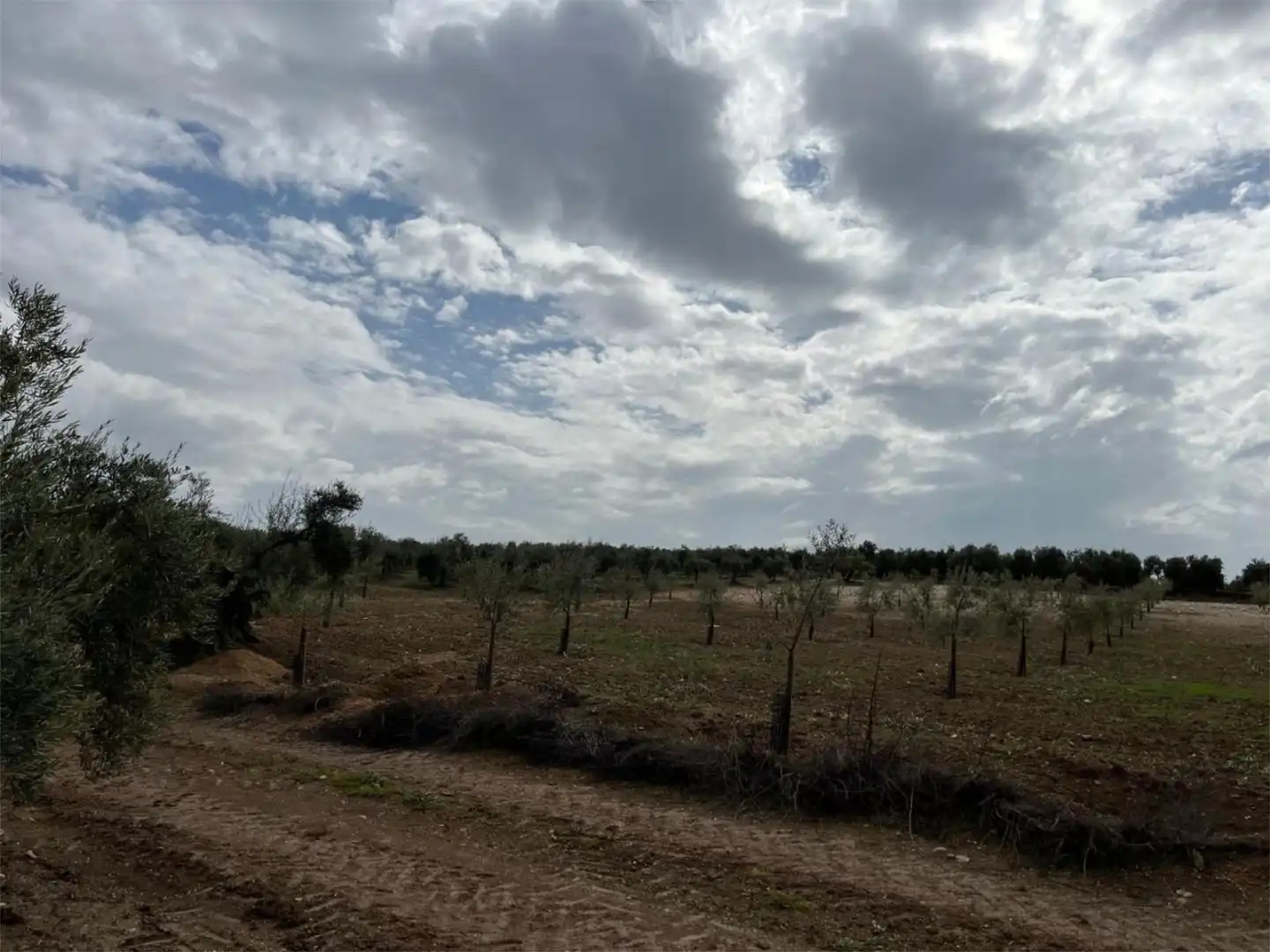 Land for sale in Aguilar de la Frontera