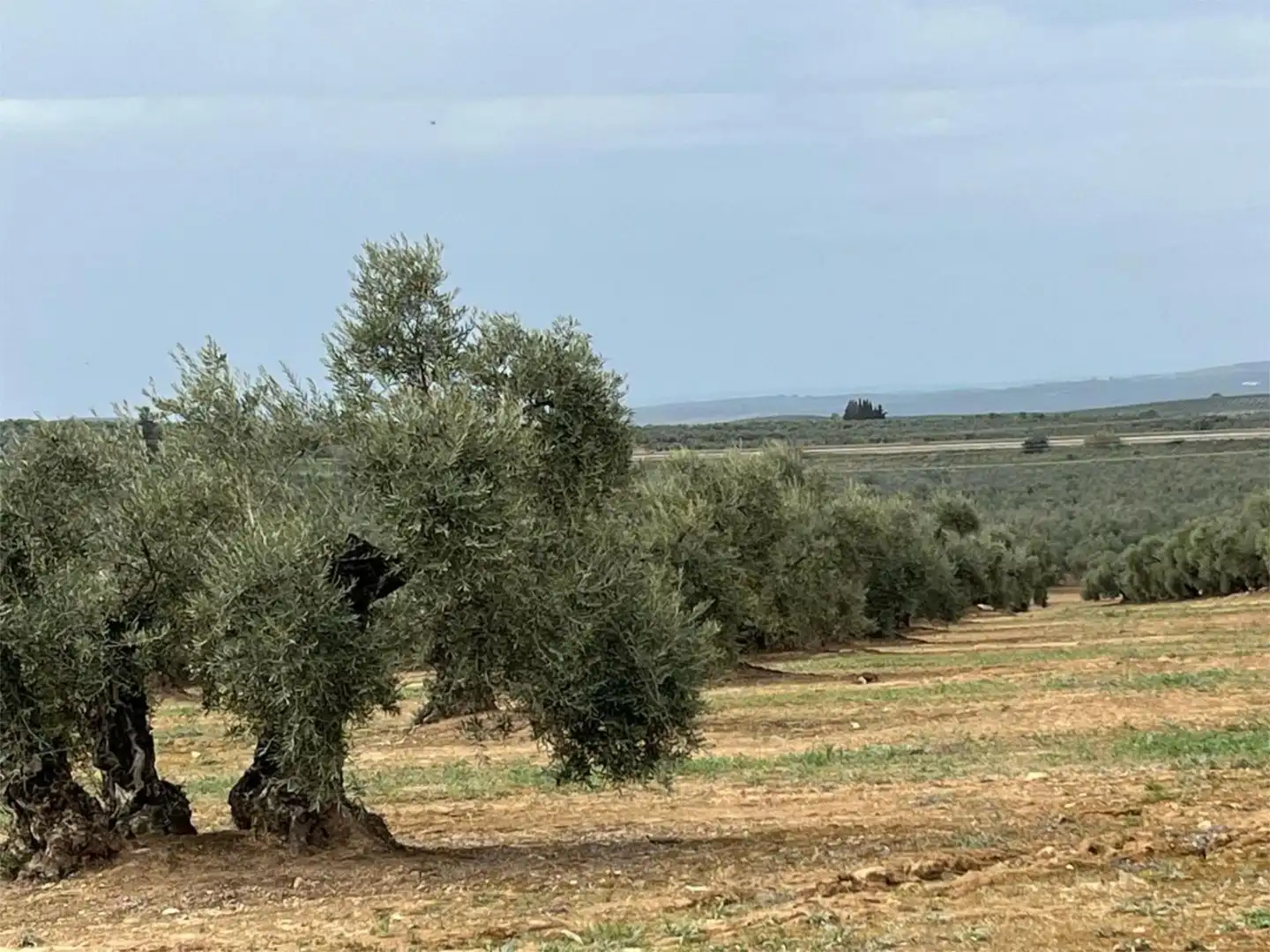 Land for sale in Aguilar de la Frontera