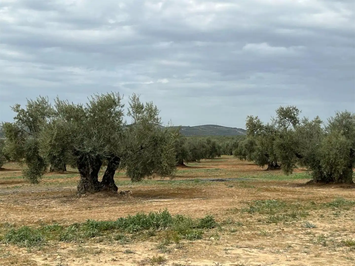 Land for sale in Aguilar de la Frontera