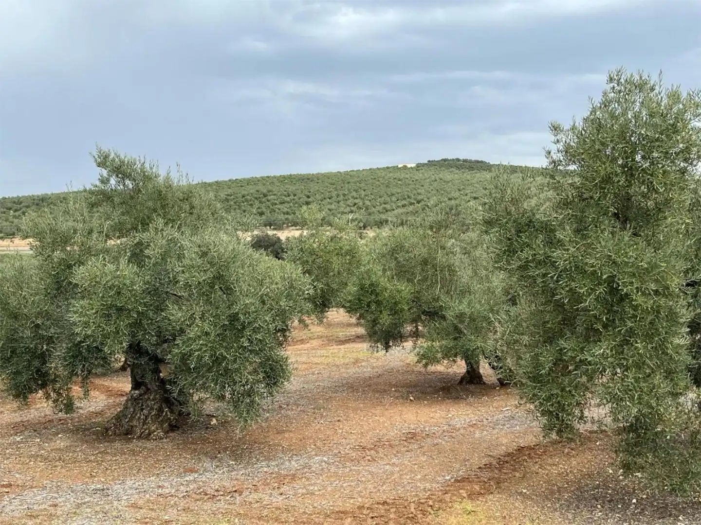 Land for sale in Aguilar de la Frontera