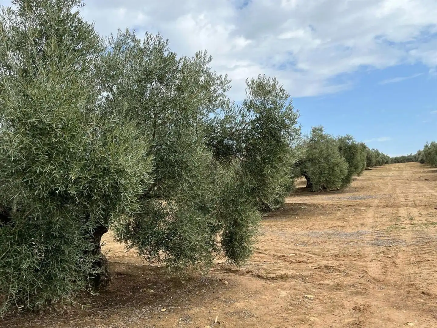 Land for sale in Aguilar de la Frontera